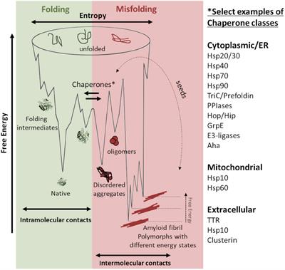 HSP10 as a Chaperone for Neurodegenerative Amyloid Fibrils